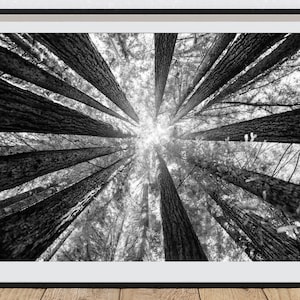 California Redwoods Art Print Tree Wall Art Black And White Photography Redwood Tree Artwork Redwood Forest Print