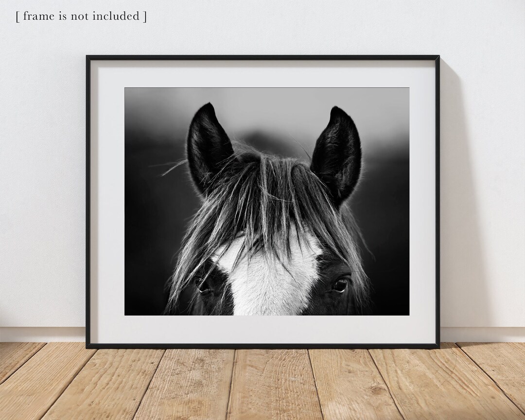 Horse Photography Print Horse Photography Print