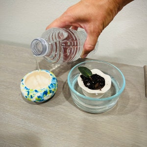 May include: A hand pouring water from a clear plastic bottle into a white ceramic pot with a small green plant inside. The pot is sitting in a clear glass bowl filled with water. The background is a light gray surface.