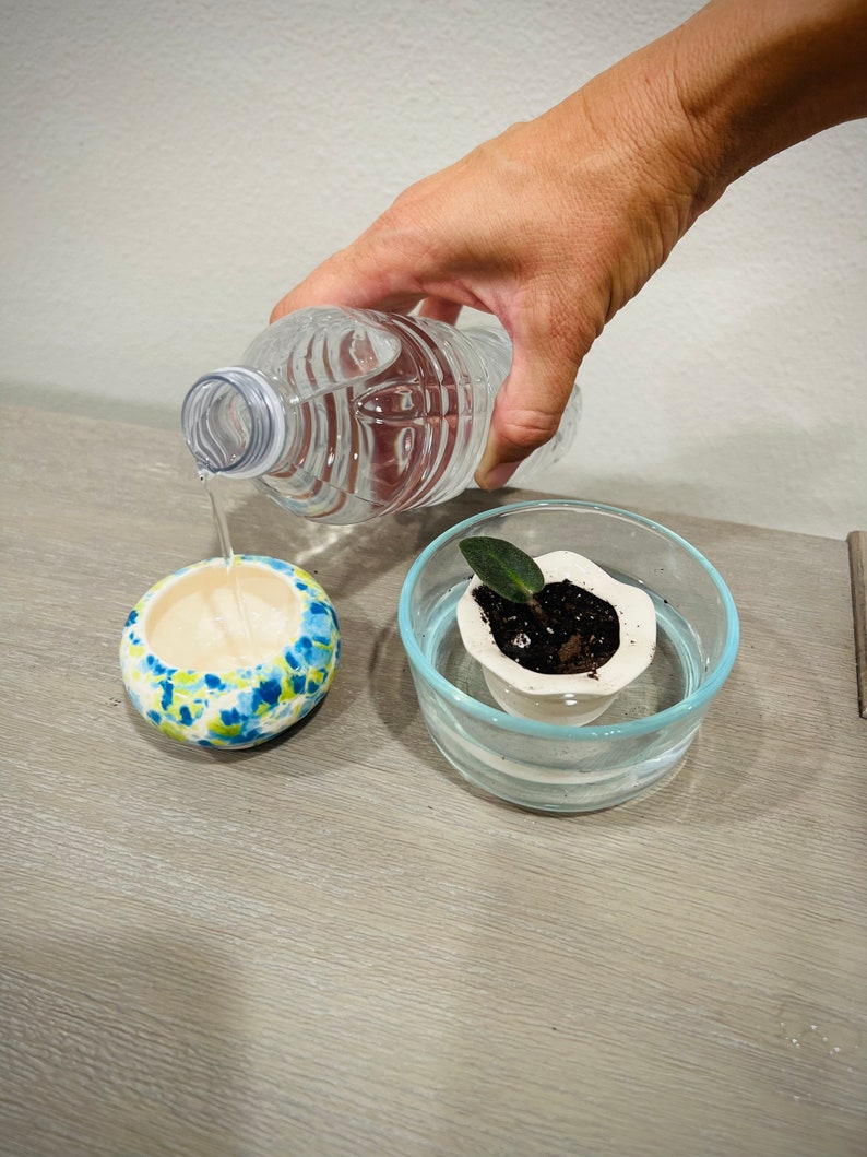 May include: A hand pouring water from a clear plastic bottle into a white ceramic pot with a small green plant inside. The pot is sitting in a clear glass bowl filled with water. The background is a light gray surface.