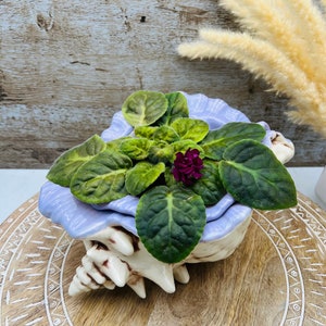 May include: A purple ceramic seashell planter with a green leafy plant and a single pink flower. The planter is sitting on a wooden surface with a white geometric design.
