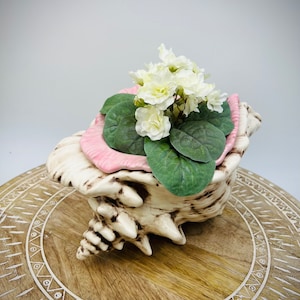 May include: A white ceramic seashell planter with a pink interior, filled with a white flowering plant and green leaves, sitting on a wooden surface with a white geometric design.
