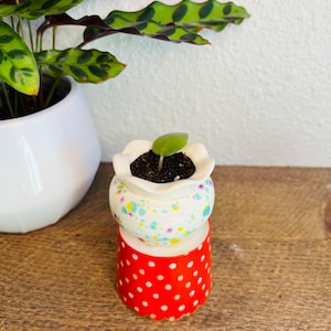 May include: A small potted plant with a single green leaf growing in a white ceramic pot with a floral pattern. The pot is sitting on a red polka dot base.