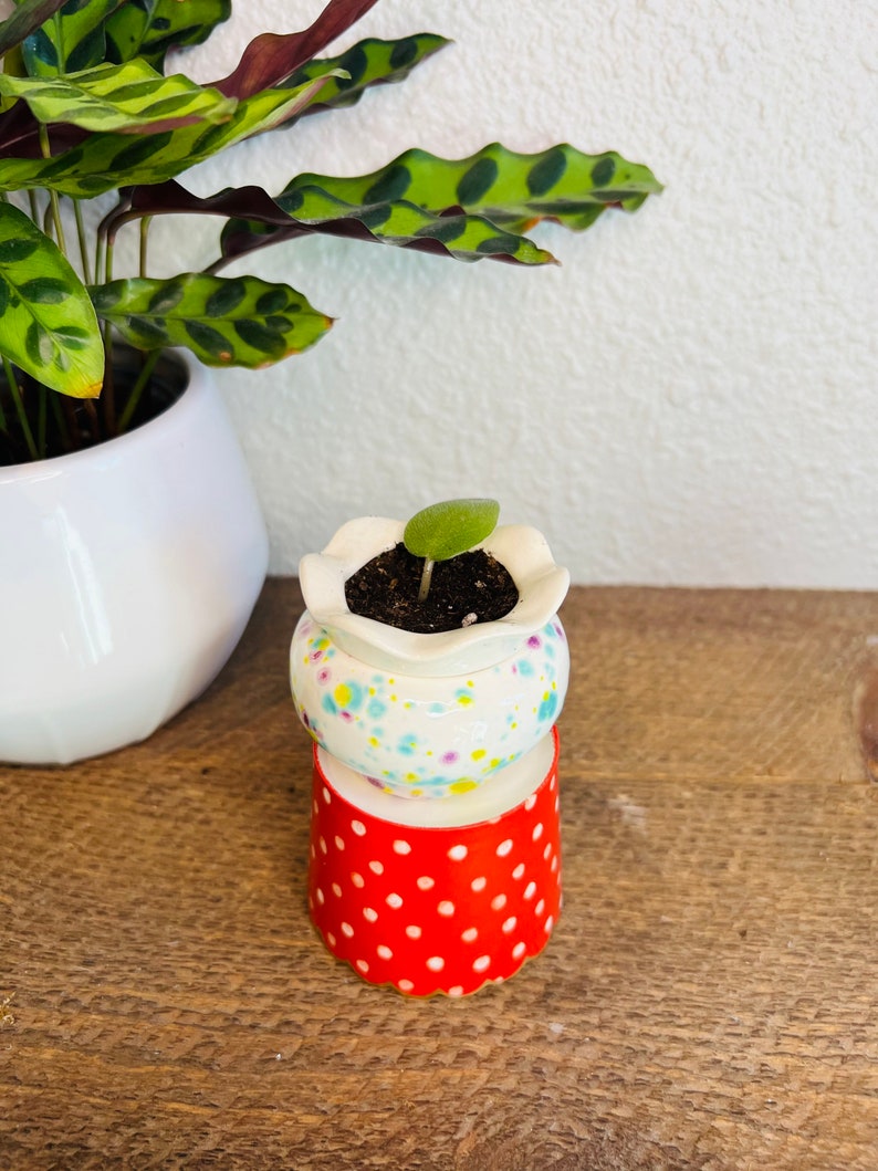 May include: A small potted plant with a single green leaf growing in a white ceramic pot with a floral pattern. The pot is sitting on a red polka dot base.