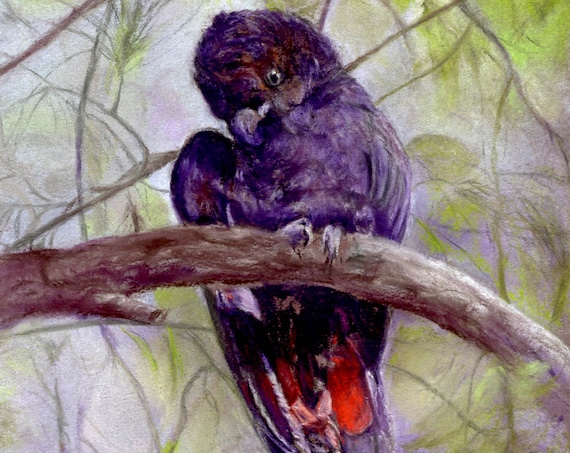 Beautiful pastel drawing of a Red-tailed Black Cockatoo from Australia