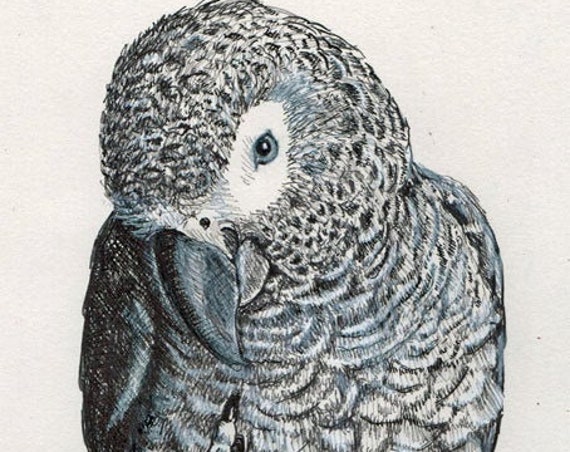 African Grey Parrot Foot Up 5x7 print on quality paper. From original pen & ink by Sally Blanchard, a world renowned parrot expert | artist