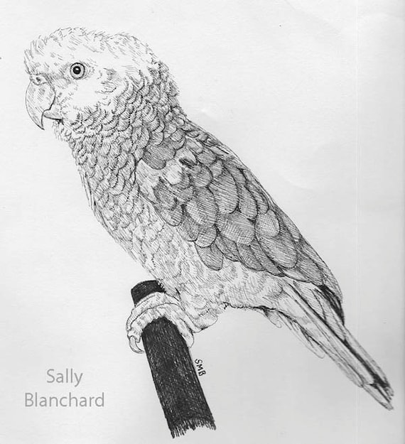 Sally Blanchard Original Pen and Ink Double yellow-head Amazon Pen and Ink Drawing.
