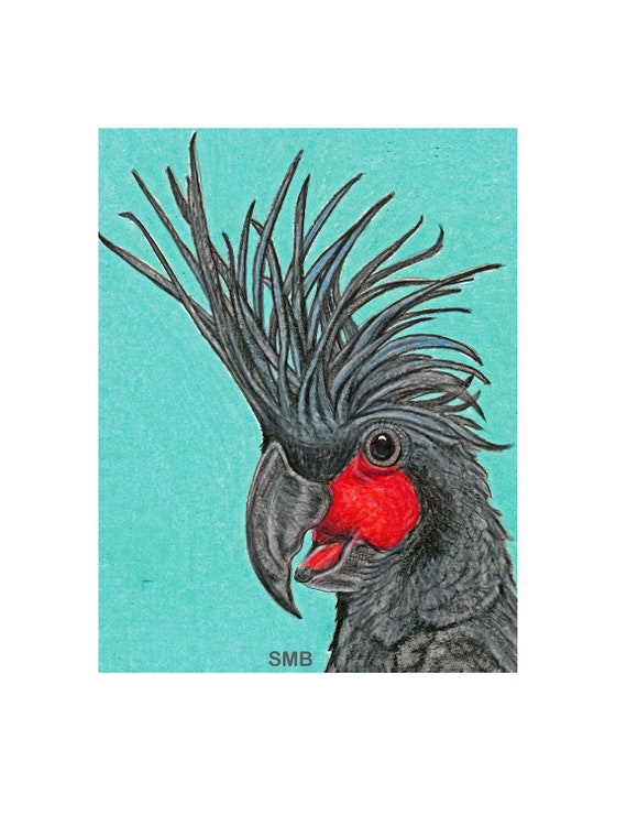 Palm Cockatoo Print on High Quality Print on Linen of an Original Prismacolor Pencil Drawing by Sally Blanchard