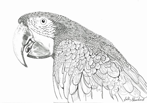 Sally Blanchard Pen and Ink Portrait Drawing of a Green-winged Macaw on acid free paper - one of a kind