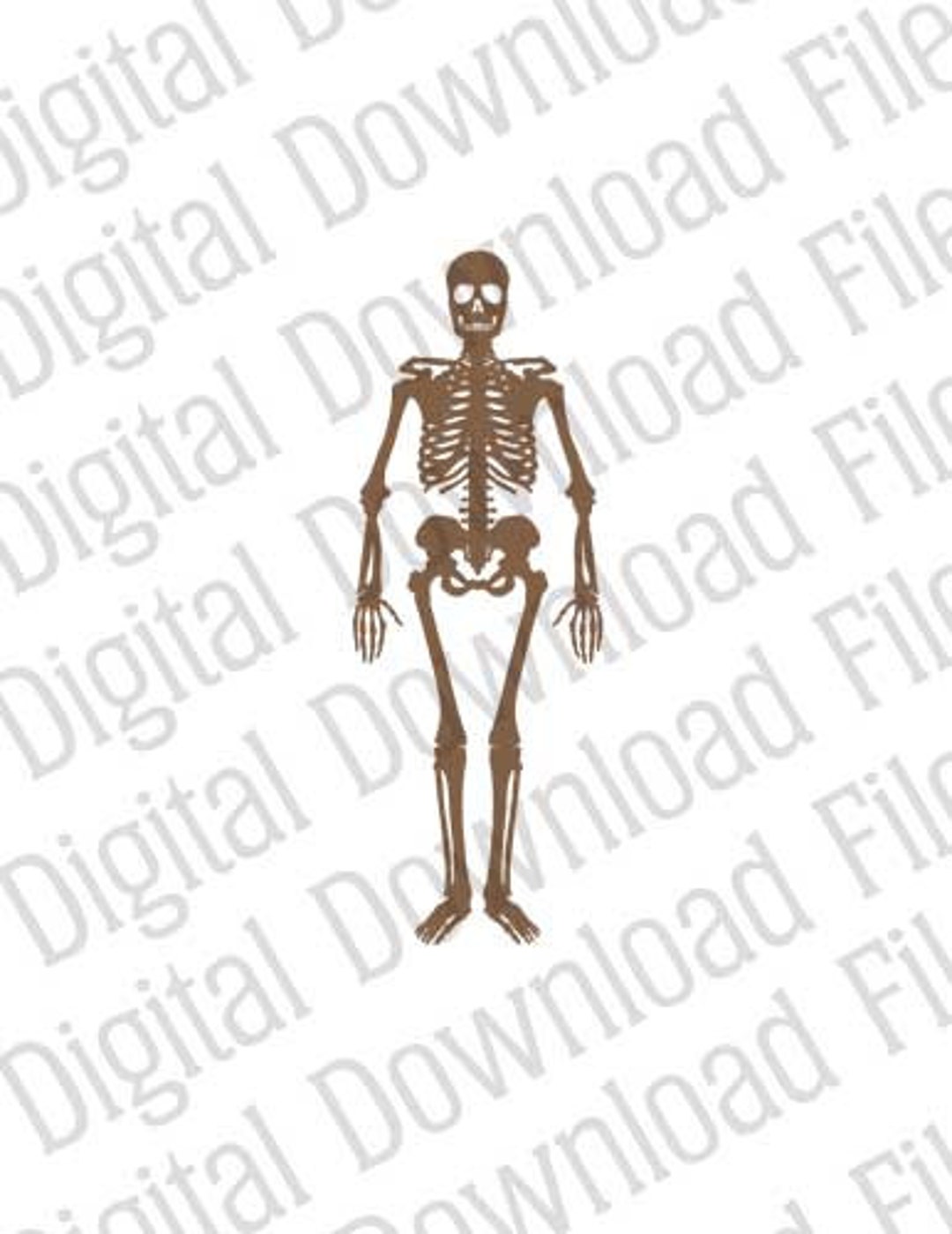 Anatomical LEGO Man Skeleton PNG Images & PSDs for Download