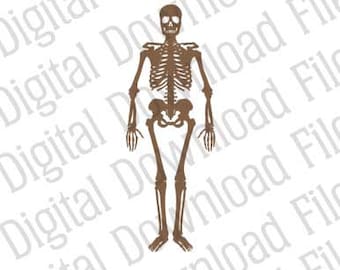 Vector Graphic - DD95 Full Skeleton Vector - DESCARGA DIGITAL - ai & svg - editable - Skull Bones Body Anatomy