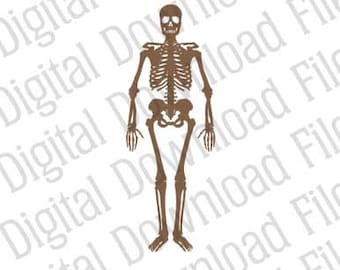 Vector Graphic - DD95 Full Skeleton Vector - DIGITAL DOWNLOAD - Ai & Svg - Editable - Skull Bones Body Anatomy