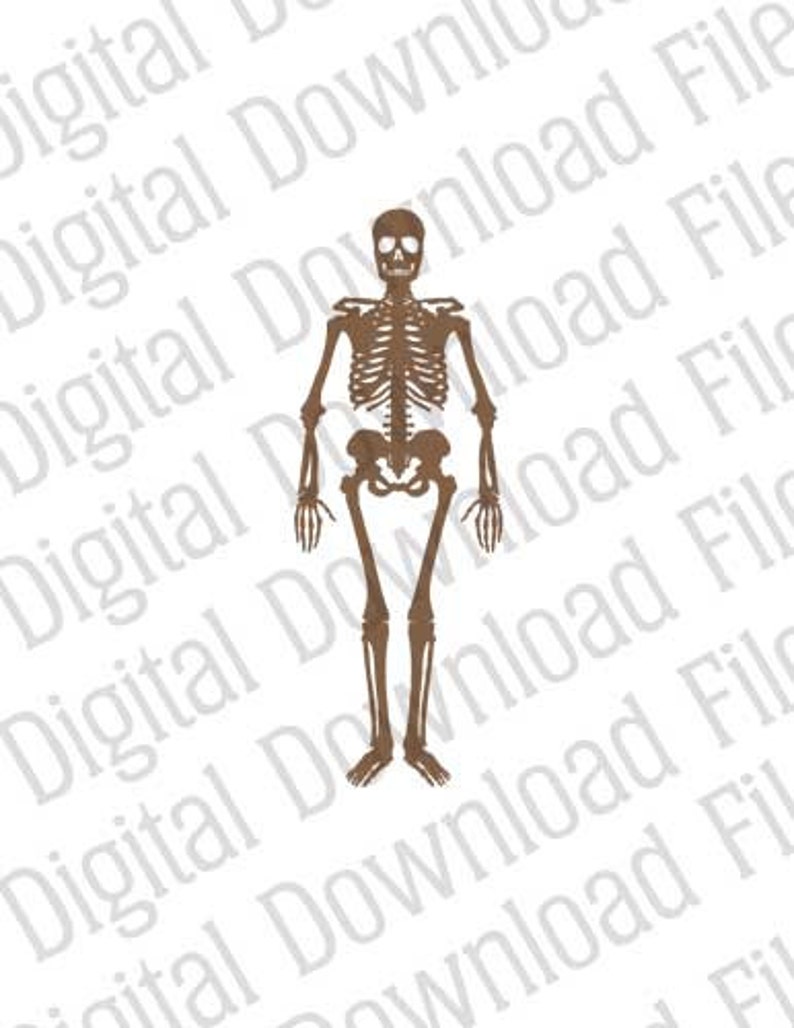 Vector Graphic DD95 Full Skeleton Vector DIGITAL DOWNLOAD Ai & Svg Editable Skull Bones Body Anatomy image 1