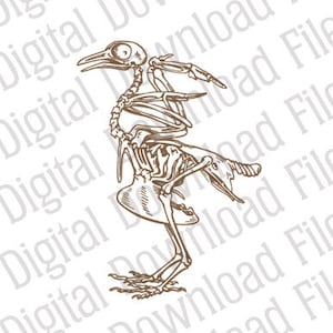 May include: A detailed line drawing of a bird skeleton in a standing pose. The bird's wings are spread out, and its legs are bent at the knees. The drawing is done in a brown ink.