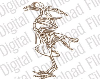 Vector Graphic - DD777 Bird Skeleton Vector - DIGITAL DOWNLOAD - Ai & Svg - Editable - Bird Claws Evolution Feathers Beak Nature Fly Egg