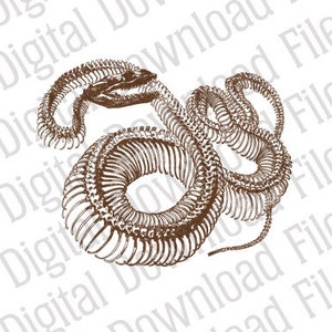 May include: A detailed illustration of a snake skeleton in a coiled position. The skeleton is rendered in brown tones and appears to be a vintage illustration.