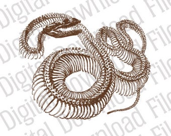 Vector Graphic - DD470 Snake Skeleton Vector - DESCARGA DIGITAL - Formatos Ai & Svg - Totalmente editable - Tattoo Reptile Poison Boa Constrictor