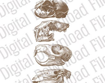 Vector Graphic - DD778 Set of 4 Animal Skeleton Skull Vectors - DESCARGA DIGITAL - ai & svg - Editable - Cat Rat Mammal Rodent Dog Deer Mice