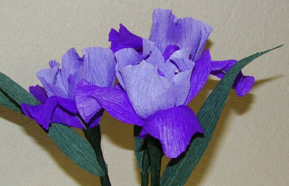 Articoli Simili A 3 Viola Iris Fiore Bicolore Lavandaviola