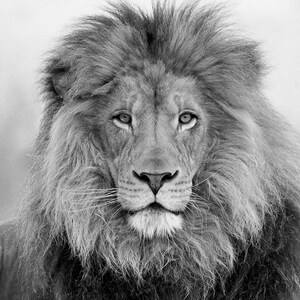 Puede incluir: Una fotograf&iacute;a en blanco y negro de un le&oacute;n con una melena espesa. El le&oacute;n est&aacute; mirando directamente a la c&aacute;mara con una expresi&oacute;n seria.