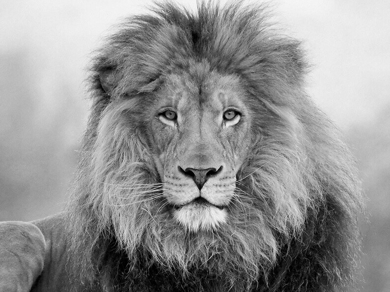 Puede incluir: Una fotograf&iacute;a en blanco y negro de un le&oacute;n con una melena espesa. El le&oacute;n est&aacute; mirando directamente a la c&aacute;mara con una expresi&oacute;n seria.