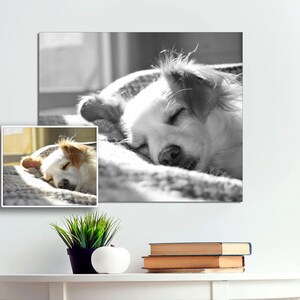 May include: A black and white photograph of a dog sleeping on a blanket. The dog is a white and brown mixed breed with its eyes closed. The dog is lying on its side with its head resting on the blanket.