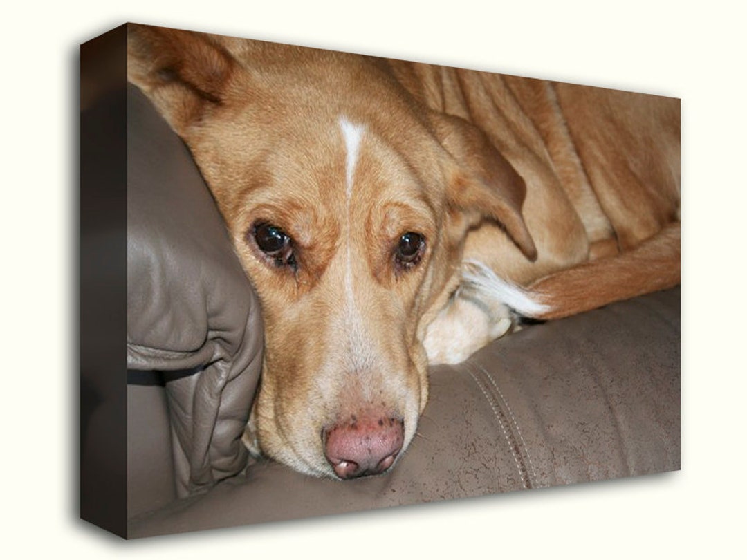 Pet Photo to Canvas, Your Photo to Canvas, Family Memories, Photo
