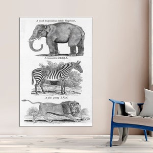 Vintage Reproduction Animal By Thomas Bewick, 1795, Print on Canvas Animal Art Prints, Lion, Zebra, Elephant Canvas Art Print Ready to Hang.