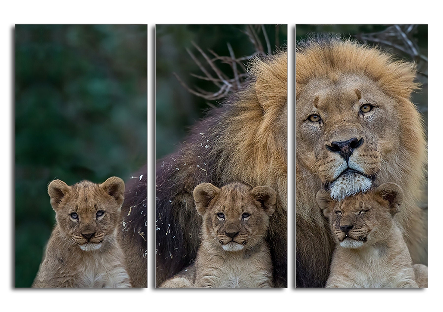 African Lion Family Canvas Print, Wildlife Wall Art - Etsy