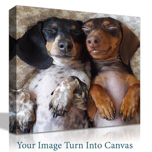 May include: Two dachshund dogs sleeping together on a beige blanket. The dog on the left is black and white with its paws crossed. The dog on the right is brown and white with its paws crossed.