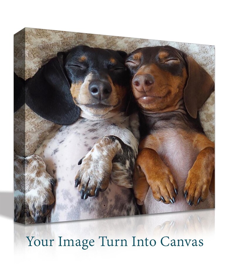May include: Two dachshund dogs sleeping together on a beige blanket. The dog on the left is black and white with its paws crossed. The dog on the right is brown and white with its paws crossed.