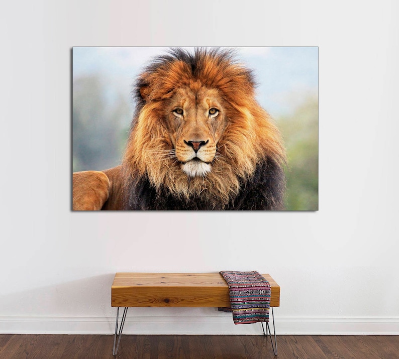 African Lion Canvas Print Interior Design Lion Print Lion Etsy