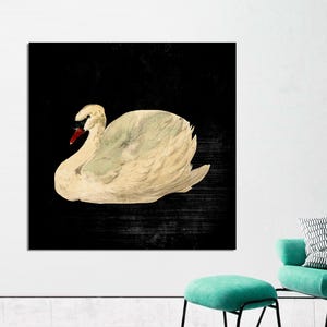 Aert Schouman - Knobbelzwaan, Mute Swan, Antique Swan Canvas,  Black Background Swan Art, Vintage Dark Swan Art, CANVAS Print Ready to Hang.