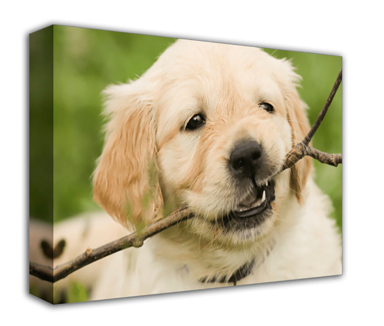 Pet Photo to Canvas Your Photo to Canvas Family Memories Etsy