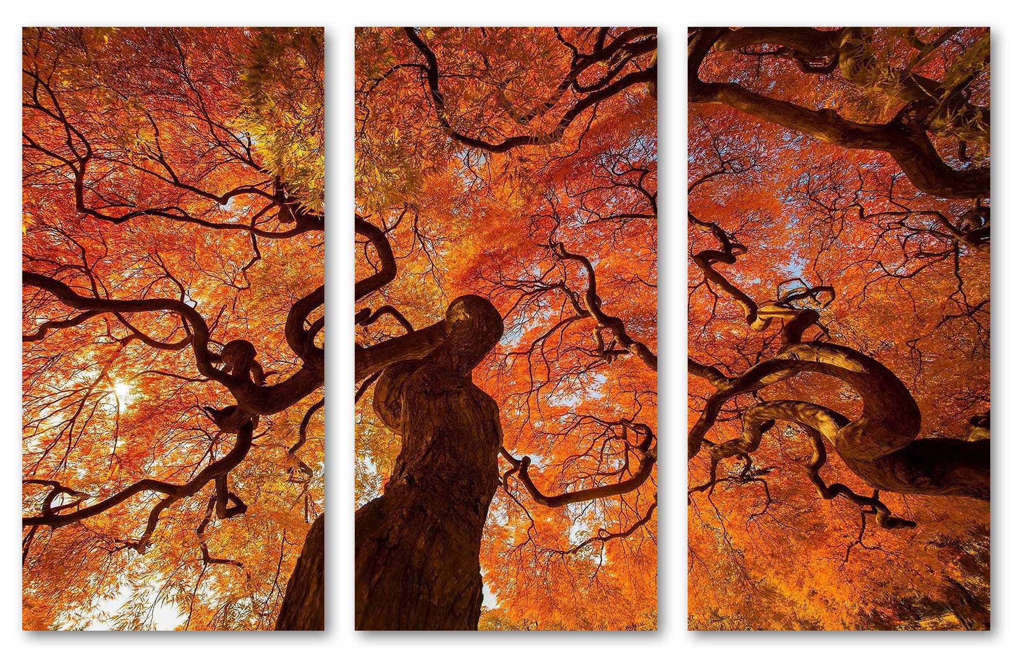 Red and Orange Leaves Forest, Forest Art, Orange Autumn Tree Red and Orange Leaves Forest, Forest Art, Orange Autumn Tree
