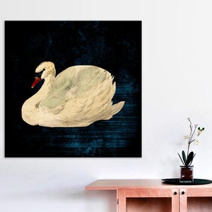 Aert Schouman - Knobbelzwaan, Mute Swan, Antique Swan Canvas,  Black Background Swan Art, Vintage Dark Swan Art, CANVAS Print Ready to Hang.