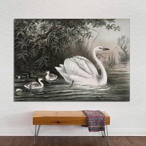 Vintage Swans Art Print on Canvas, Vintage Swan Poster Art, Classic Swan Art, Beautiful Swan Print, Swan Wall Art on CANVAS Ready to Hang.