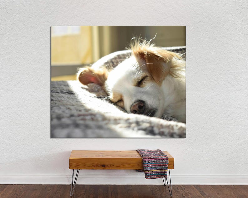 May include: A white and brown dog with its eyes closed is sleeping on a grey and white patterned blanket. The dog is curled up in a ball with its head resting on its paws.