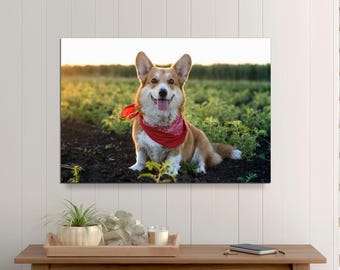 May include: A brown and white corgi dog wearing a red bandana sits in a field of green plants. The dog is looking at the camera and has its tongue sticking out.