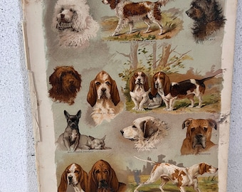 Conjunto de 2 carteles de animales antiguos Armand Colin