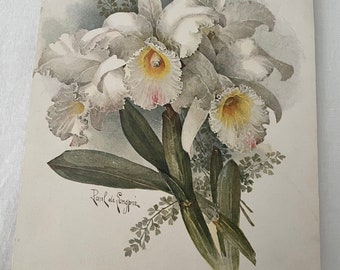 Antique Paul de Longpre Orchid Print