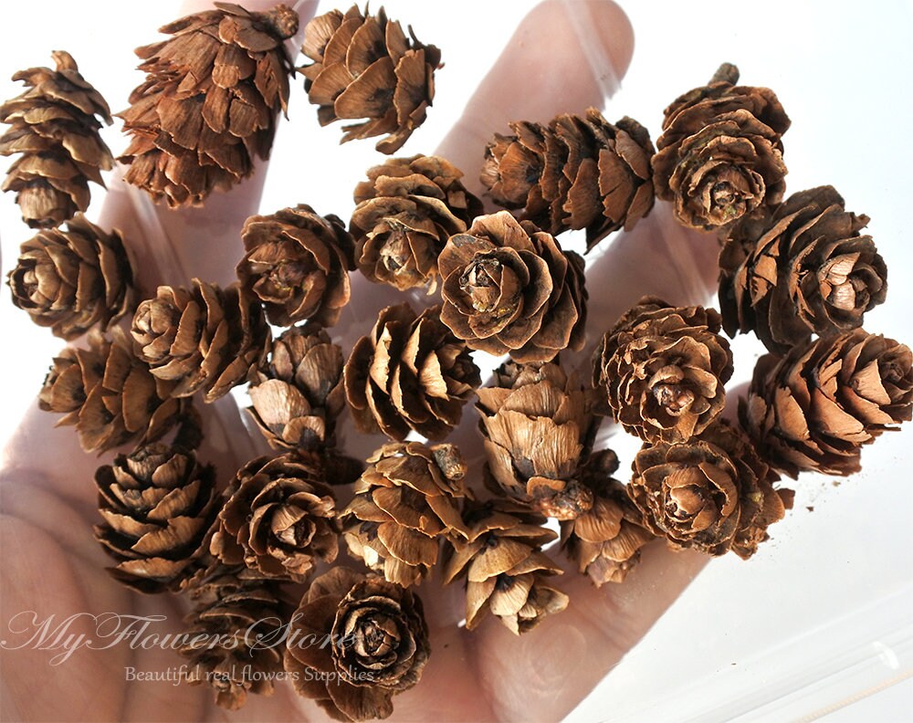 50pcs Mini Pine Cone Dried Spruce Cones Small Pine Cones for Etsy UK