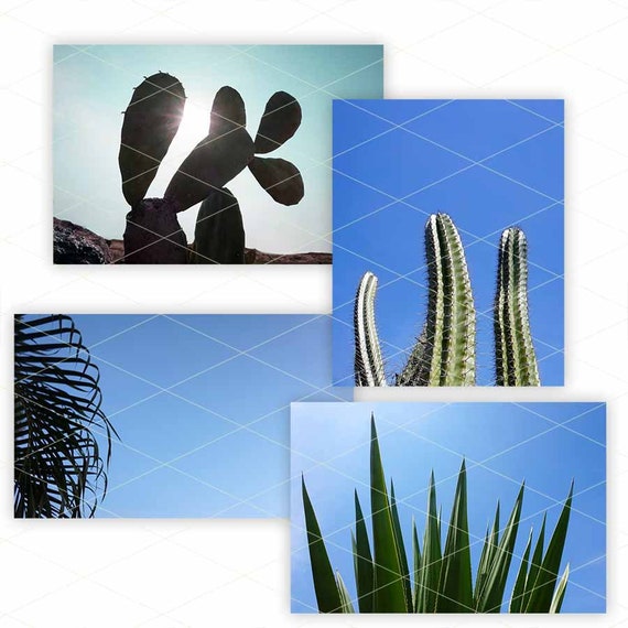 Cactus Photo Plants Background Cactus Photography Aloe Copy Space Cactus Photo Plants Background Cactus Photography Aloe Copy Space