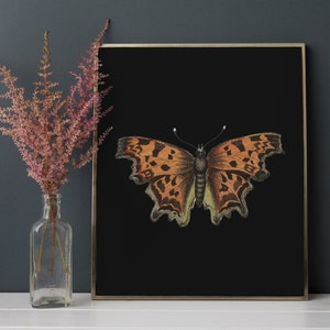 May include: A framed print of a butterfly with orange and brown wings against a black background.