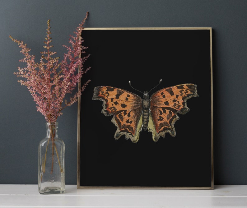 May include: A framed print of a butterfly with orange and brown wings against a black background.