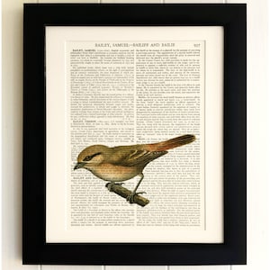 ART PRINT on old antique book page - Vintage Bird, Vintage Upcycled Wall Art Print, Encyclopaedia Dictionary Page, Fab Gift!