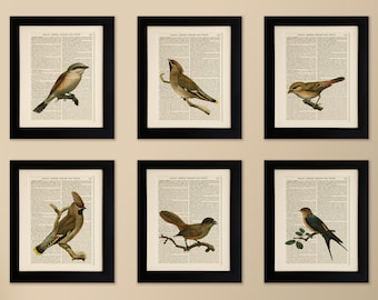 Set of 6 Art Prints on old antique book page - Garden Birds, Vintage Wall Art Print Encyclopaedia Dictionary Page