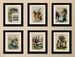 Set of 6 Art Prints on old antique book page - Alice in Wonderland, Vintage Upcycled Wall Art Print, Encyclopaedia Dictionary Page, Fab Gift 