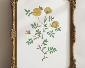 Lámina floral vintage, tamaño A4, *SIN MARCO* Fabulosa obra de arte vintage para pared, botánica, flores silvestres