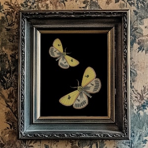 Gelber Schmetterling/Motten Druck, schwarzer Hintergrund, 10"x8", *UNGERAHMT* Fabelhaftes vintage Wandbild Bild 1